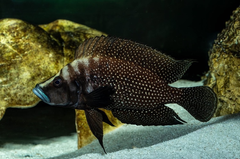 Altolamprologus calvus 'Lupota'